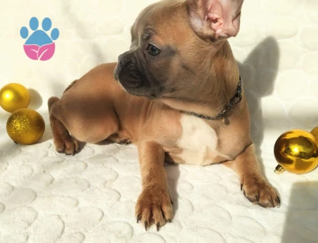 French Bulldog 3 Aylık Dişi