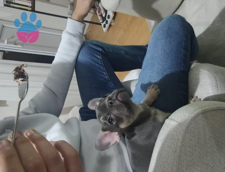 French Bulldog 70 Günlük