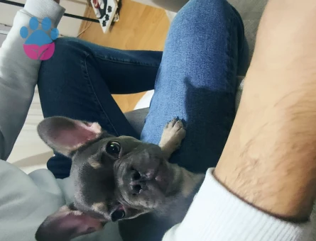 French Bulldog 70 Günlük