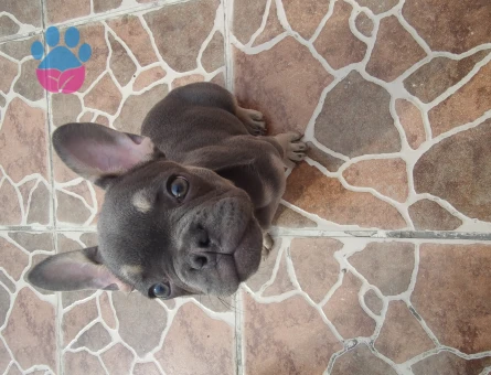 French Bulldog 70 Günlük