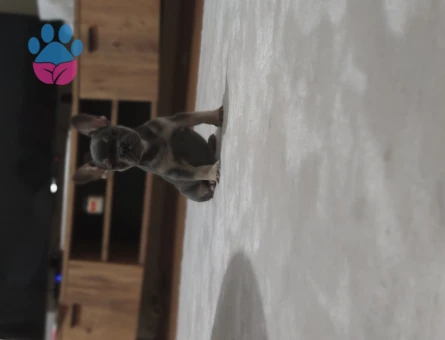 French Bulldog 70 Günlük