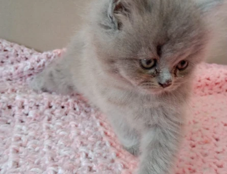 British Shorthair 2 Aylık Dişi