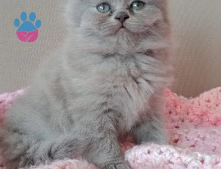 British Shorthair 2 Aylık Dişi