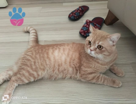 British Shorthair Fırfır 1 Yaşında