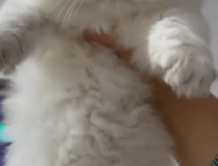 British Longhair 2 Aylık Dişi ve Erkek