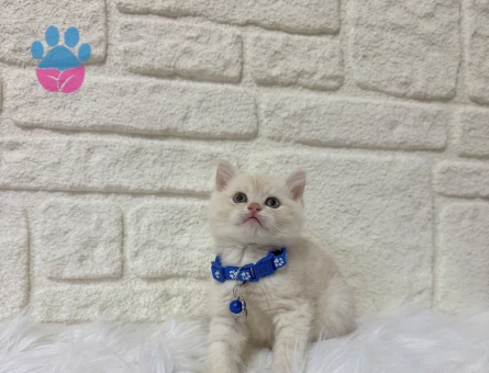 British shorthair Fındık Kreması Erkek Yavrumuz