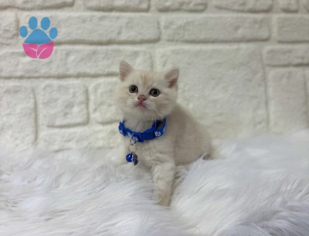 British shorthair Fındık Kreması Erkek Yavrumuz