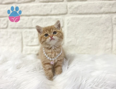 British Shorthair Sarı Papatya Dişi 2 Aylık
