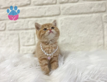 British Shorthair Sarı Papatya Dişi 2 Aylık