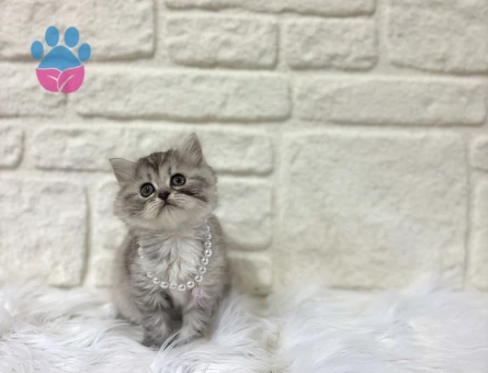 British Shorthair Silver Tabby 2 Aylık
