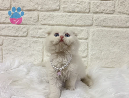 British Longhair Dişi Beyaz Kuğu 2 Aylık