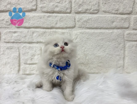 British Longhair Küçük Prens 2 Aylık Oldd Eyes