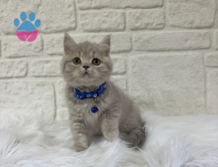 British Shorthair Lilac Tabby Topaç Kafa Yavrumuz
