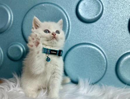 British Shorthair Mavi Boncuk Erkek 2 Aylık