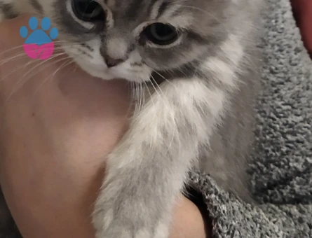 Sevimli oyuncu top kafa bebek