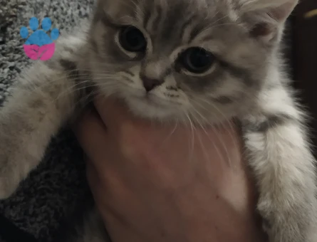 Sevimli oyuncu top kafa bebek