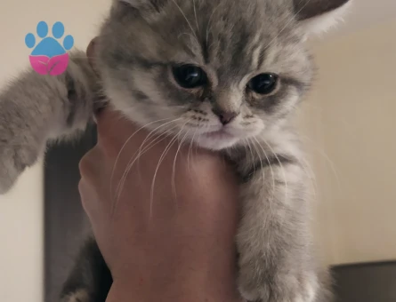 Sevimli oyuncu top kafa bebek