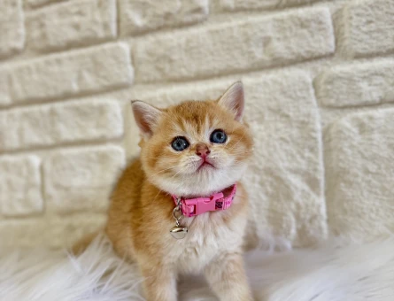 Muhteşem Güzellik British Shorthair Golden Dişi
