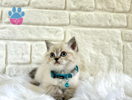 British Shorthair Lynx Point Erkek Yavrumuz