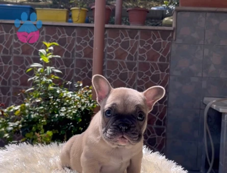 EGZOTİK FRENCH BULLDOG YAVRULARIM HARİKA RENKLER VE ANATOMİ