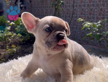 EGZOTİK FRENCH BULLDOG YAVRULARIM HARİKA RENKLER VE ANATOMİ