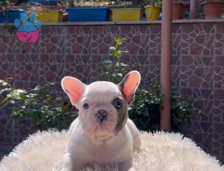 EGZOTİK FRENCH BULLDOG YAVRULARIM HARİKA RENKLER VE ANATOMİ