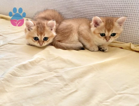 Golden ny12 safkan yeşil gözlü kardeş bebişler