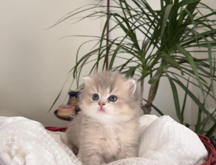 British longhair orijinal bebekler - 4328
