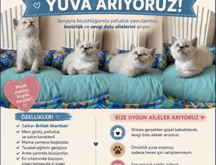 British Shorthair blue point - 4332