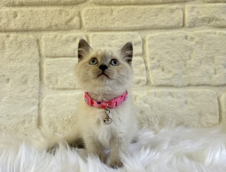 British Shorthair 2 Aylık Dişi