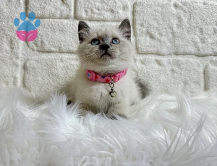 British Shorthair 2 Aylık Dişi