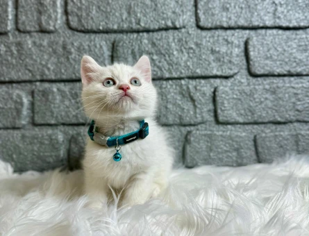 British Shorthair Erkek Beyaz 2 Aylık