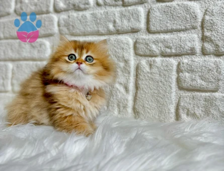 British Longhair 2 Aylık Dişi