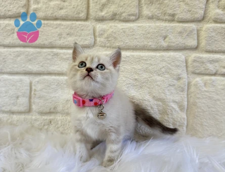 British Shorthair 2 Aylık Dişi Yavru