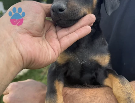 Orijinal doberman yavruları