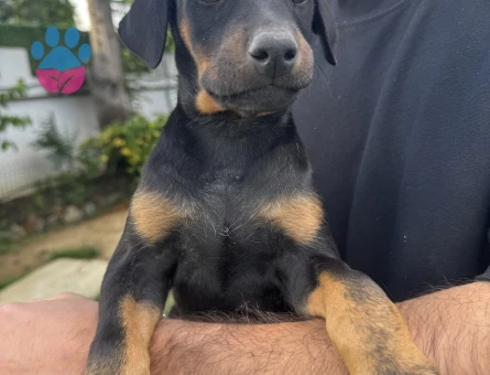 Orijinal doberman yavruları