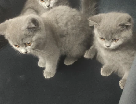 İzmir'den British Shorthair 3 Aylık - 4715