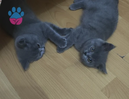 İzmir'den British Shorthair 3 Aylık