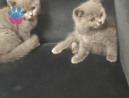 İzmir'den British Shorthair 3 Aylık