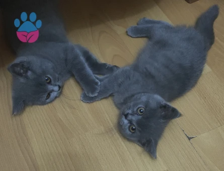 İzmir'den British Shorthair 3 Aylık