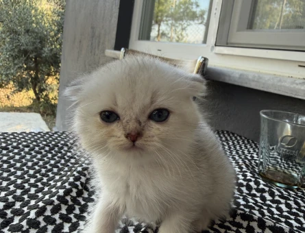 Scottish Fold 2 aylık bebeklerim yuvalarını arıyor - 4718