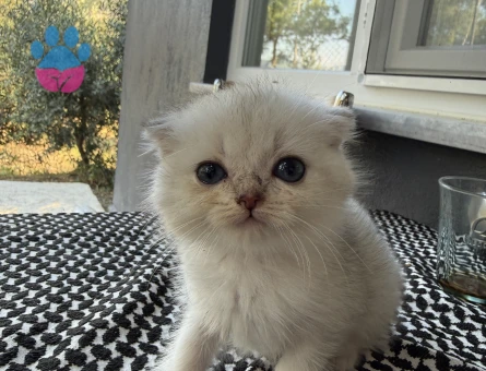 Scottish Fold 2 aylık bebeklerim yuvalarını arıyor