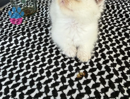 Scottish Fold 2 aylık bebeklerim yuvalarını arıyor