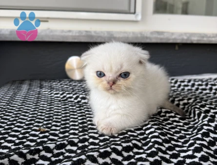 Scottish Fold 2 aylık bebeklerim yuvalarını arıyor