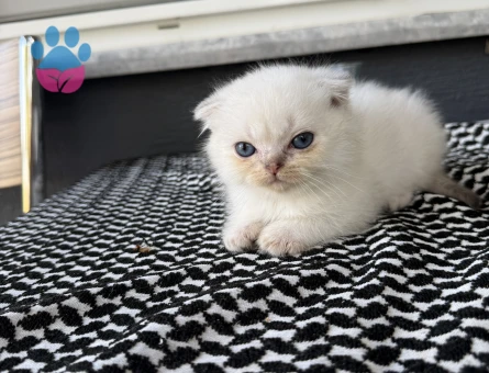 Scottish Fold 2 aylık bebeklerim yuvalarını arıyor