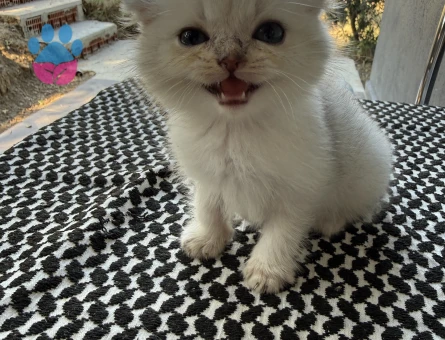 Scottish Fold 2 aylık bebeklerim yuvalarını arıyor
