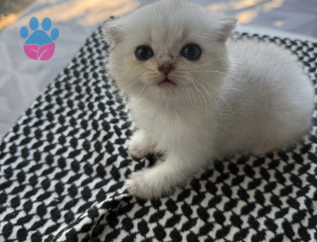 Scottish Fold 2 aylık bebeklerim yuvalarını arıyor