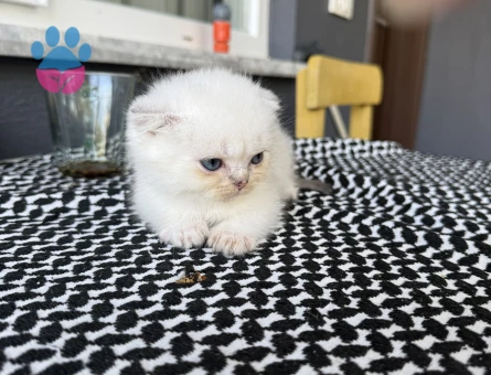 Scottish Fold 2 aylık bebeklerim yuvalarını arıyor