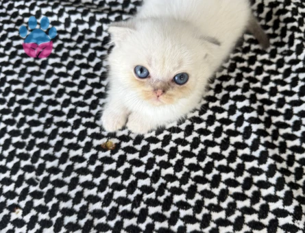 Scottish Fold 2 aylık bebeklerim yuvalarını arıyor