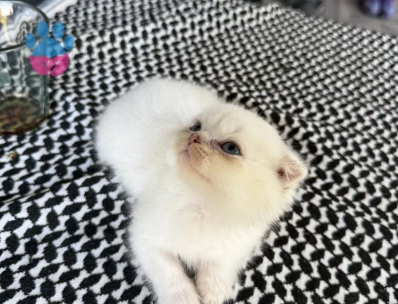 Scottish Fold 2 aylık bebeklerim yuvalarını arıyor
